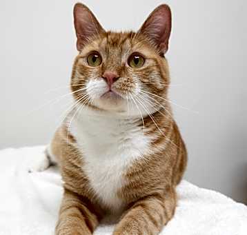 Photo of Ollie