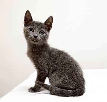 Photo of Fuzzball
