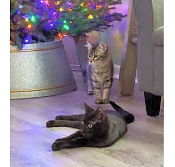 Photo of Kiwi and Mango