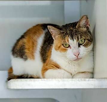 Photo of DIXIE