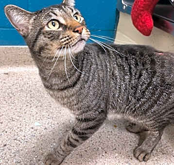 Photo of Z (in foster)