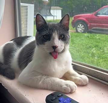 Photo of Milo