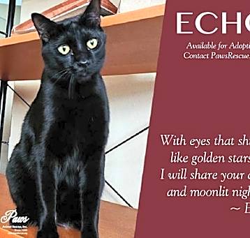 Photo of Echo