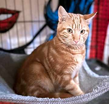 Photo of Emmett