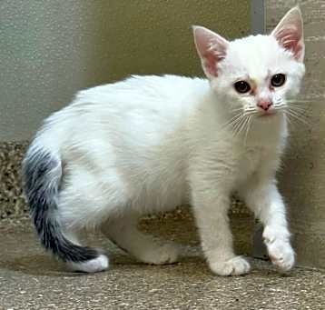 Photo of Willow