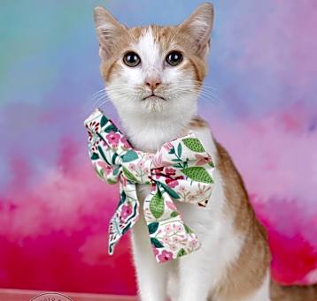 Photo of Lilli