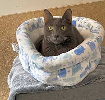 Photo of Rebel