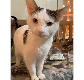 Photo of Minette