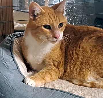 Photo of Chester