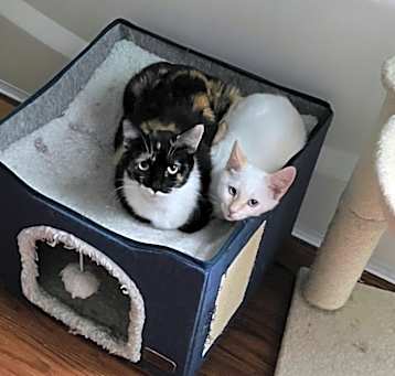 Photo of Peaches