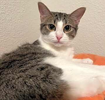 Photo of Alexis (bobtail)