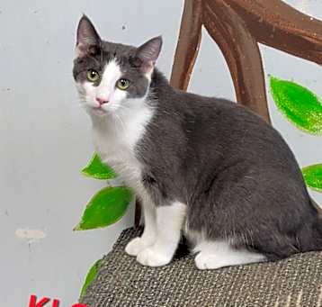 Photo of Klondike Bar