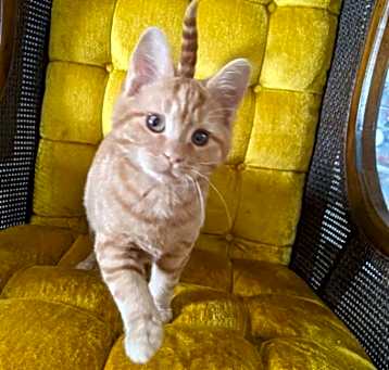 Photo of Copernicus - Adopted