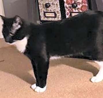 Photo of Tux