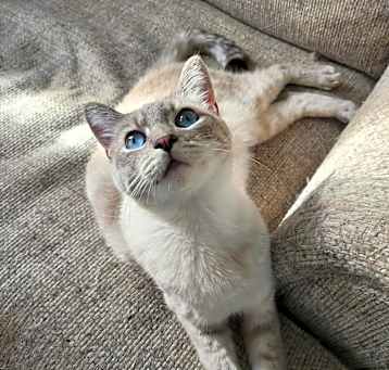 Photo of Shiloh