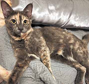 Photo of Toffee