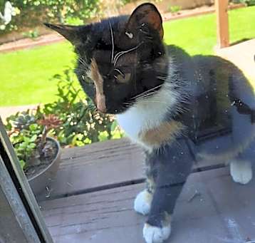 Photo of Mittens