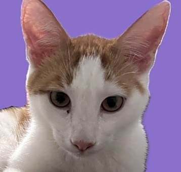 Photo of Gravy
