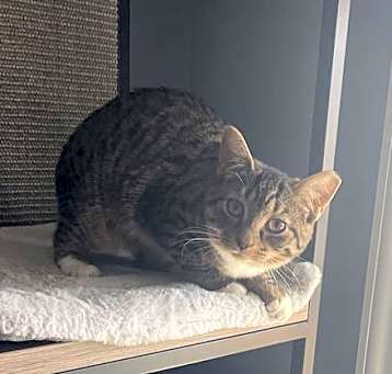 Photo of Dixon