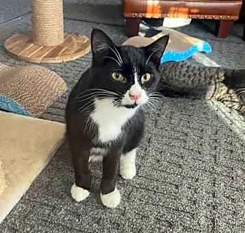Photo of Felix