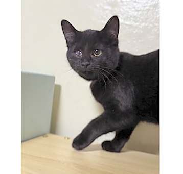 Photo of Zira