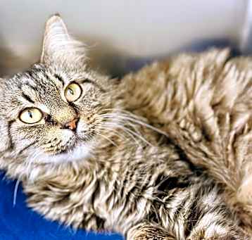 Photo of Tinsel
