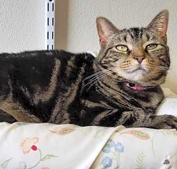 Photo of Tabby