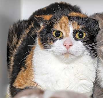 Photo of Magnolia