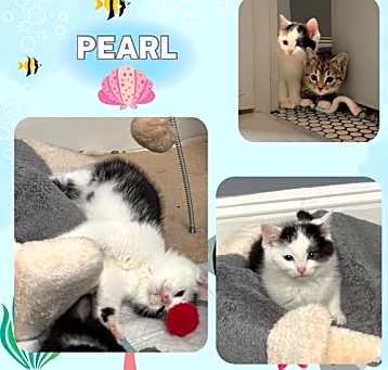 Photo of The fisherman kittens: Pearl and Minnow!