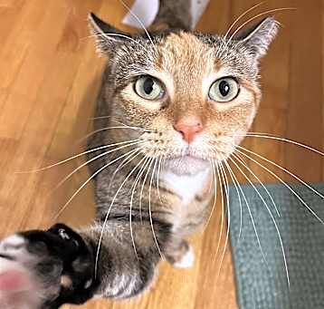 Photo of Kit Kat Lap Cat