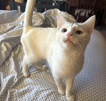 Photo of Hedwig