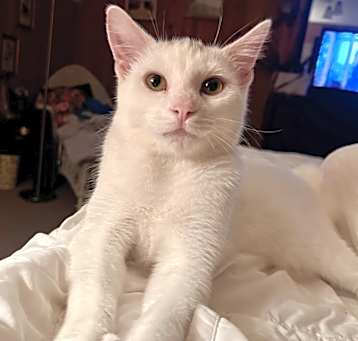 Photo of Draco