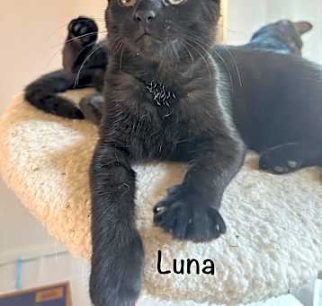 Photo of Luna Cozy