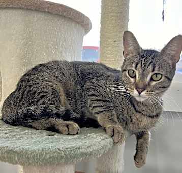 Photo of Daphne