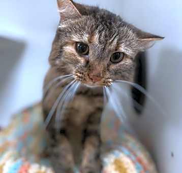 Photo of Poppy NC