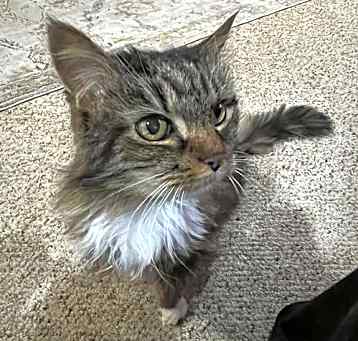 Photo of Alice Ali-Cat