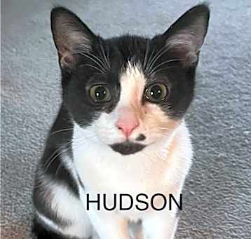Photo of HUDSON Kitten