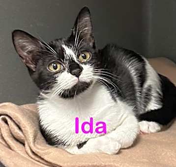 Photo of IDA Kitten