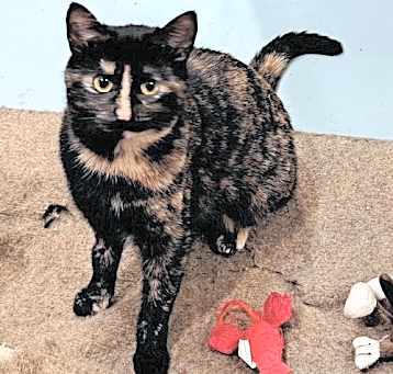 Photo of Hobbee
