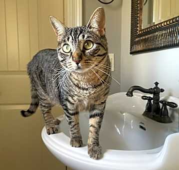 Photo of Kit