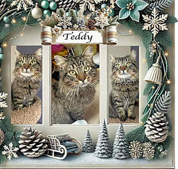 Photo of Teddy