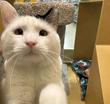 Photo of Ghost