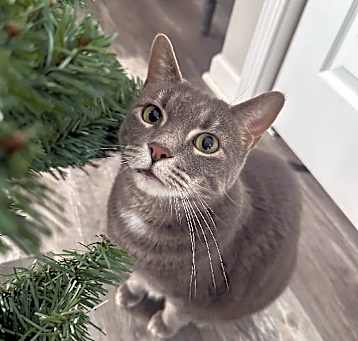 Photo of Abbey - Chonky Chonk