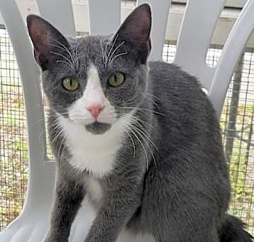 Photo of HAMILTON Kitten
