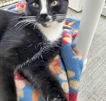 Photo of ORLANDO Kitten