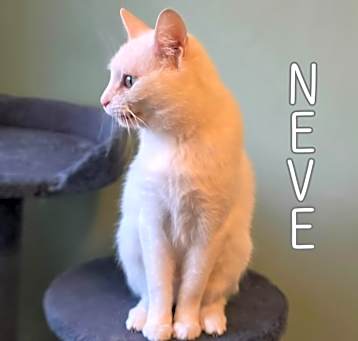 Photo of Neve