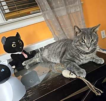 Photo of Shadow