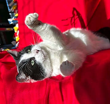 Photo of Linus