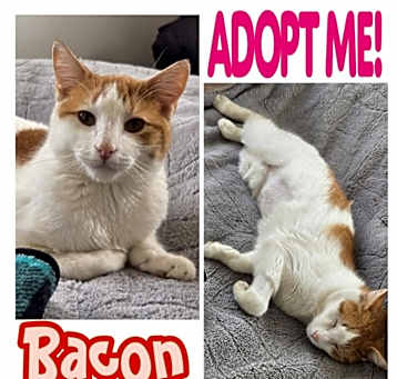 Photo of Bacon
