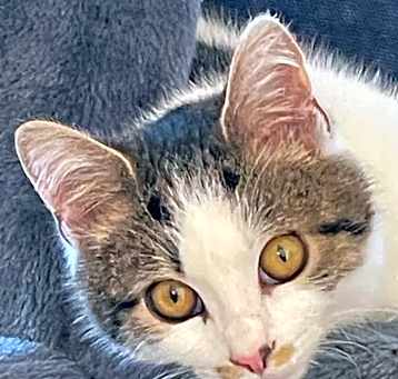 Photo of KeeKee